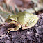 Pacific Tree Frog