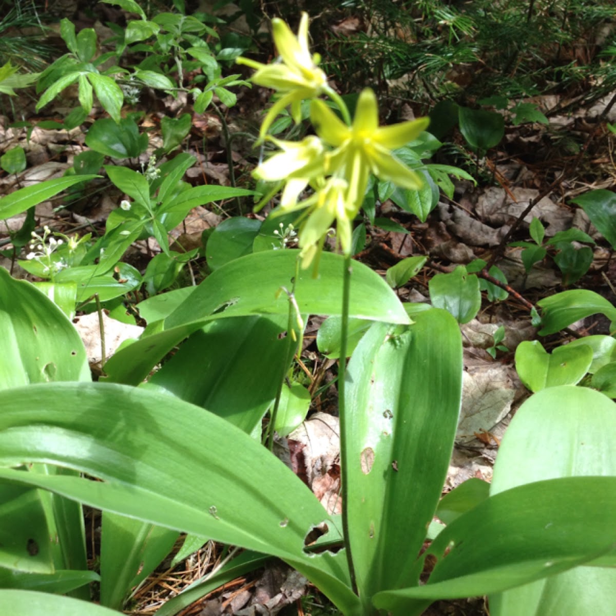 Clintonia