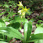 Clintonia