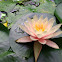 Egyptian Tiger Lotus