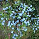 Juniper Berries