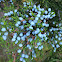 Juniper Berries
