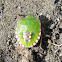 Nezara viridula