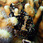 Painted frogfish