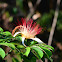 Pachira flower