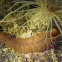 Giant Fleshy Scaleworm