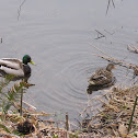 Mallard duck pair