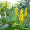 Candle bush
