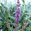 Woodland Sage / Steppensalbei