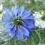 Nigella damascena / Love-in-a-Mist / Jungfer im Grünen