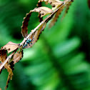 C. micans aka Jumping spider