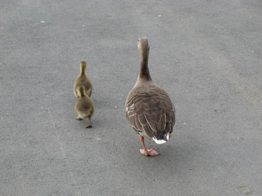 Goose Family