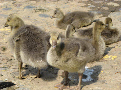 Goose children