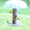 Goldfinch