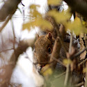 Grey Squirrel