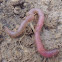 Common Earthworm