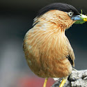 Brahminy Myna