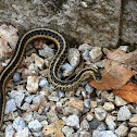 Garter snake