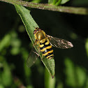 Hoverfly