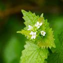 Garlic mustard