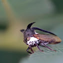Thorn Mimic Treehopper