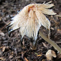 Shaggy Mane Mushroom