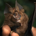 Horseshoe bat