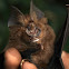 Horseshoe bat