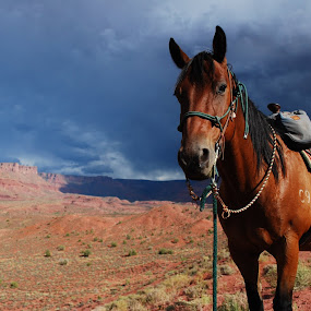 by Julie Zaranek - Pets Horses