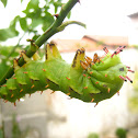 Citheronia laocoon Caterpillar