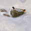 Mangrove Crab