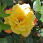 Rainbow's End Rose       miniature