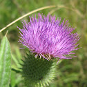 Carduus