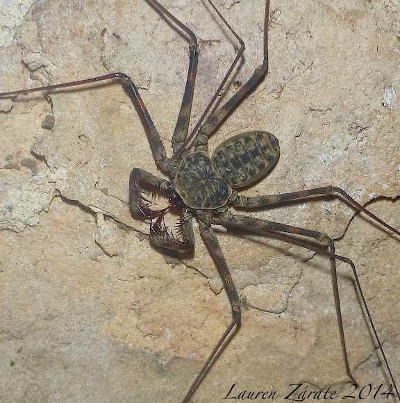 Tailless Whip Scorpion (Amblypygid) Project Noah