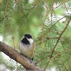 Black-capped Chickadee