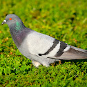 Pigeon