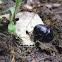 Forest Dor Beetle