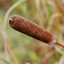 Oriental Cattail