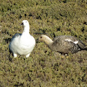Upland Goose