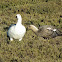 Upland Goose