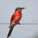 Carmine Bee-eater