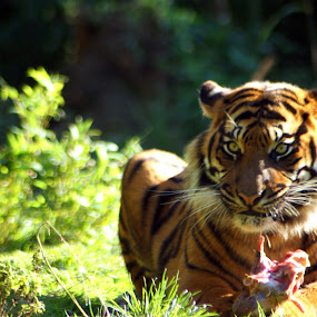 by JenWil   - Animals Other Mammals