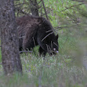Black Bear