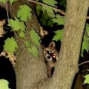 Raccoon