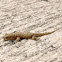 Geckos