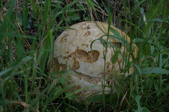 Spotting Image 1