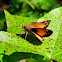 Delaware Skipper
