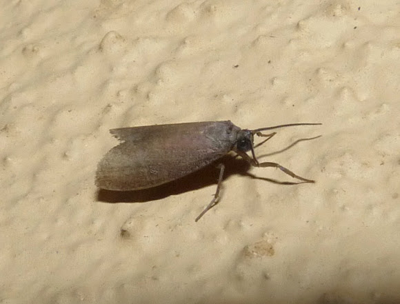 Spotting Image 1