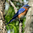 Eastern bluebird