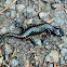 Alpine Salamander